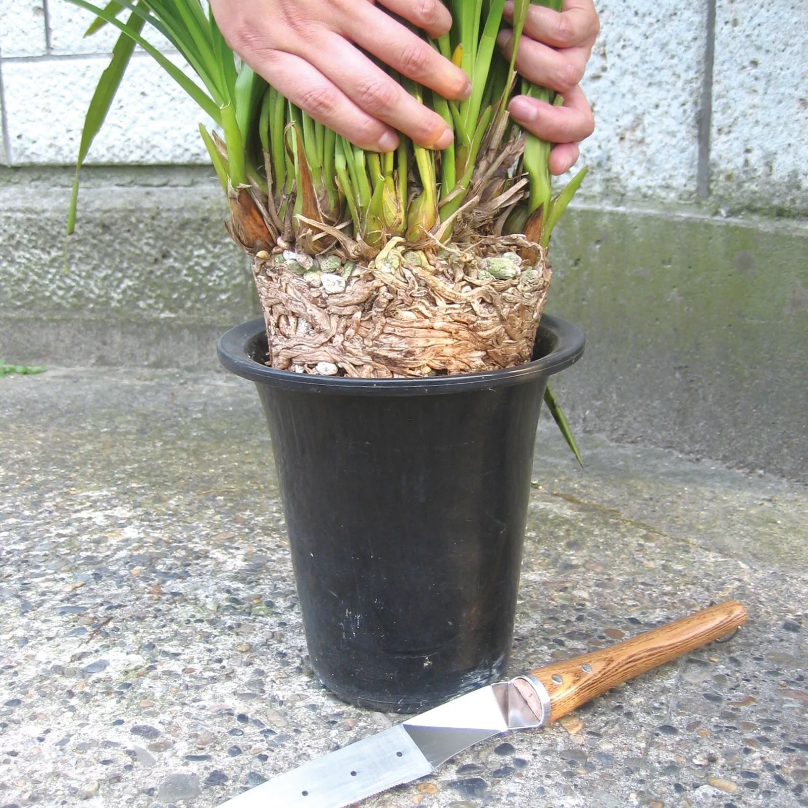 Nisaku Stainless Steel Potted Plants Master, 10-Inch Blade